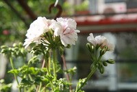 IMG_1102.jpg