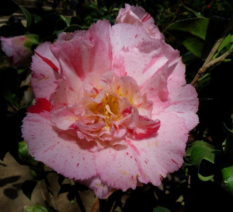 P2100221.jpg