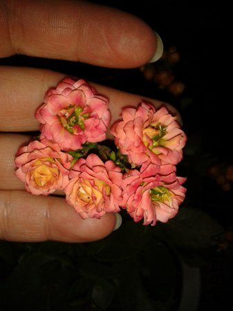 2013-04-03 20.09.34.jpg