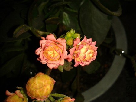 2013-04-03 20.10.11.jpg