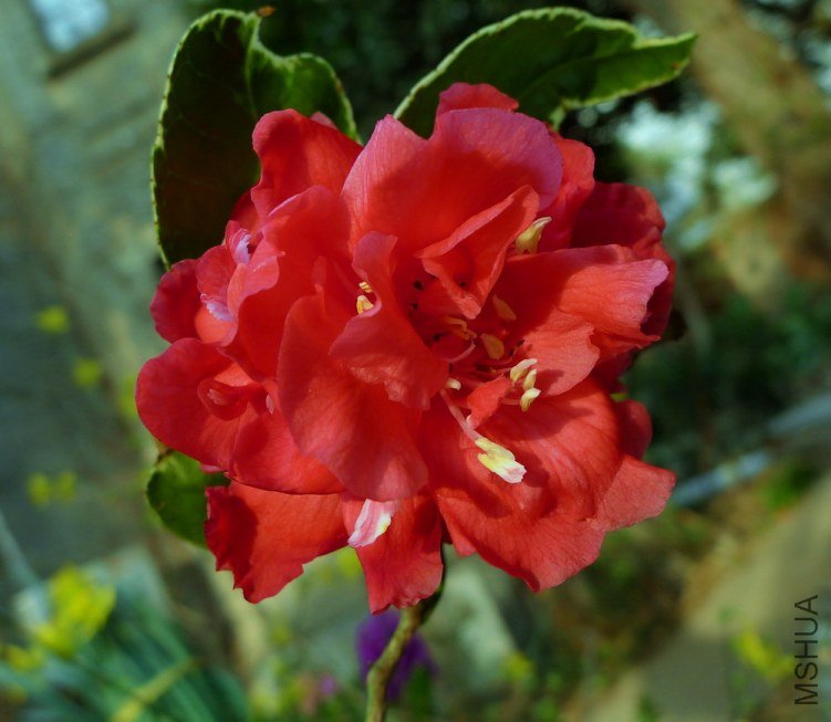 P1800536.jpg