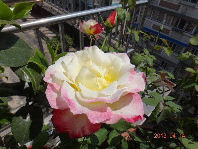 DSC04086.JPG