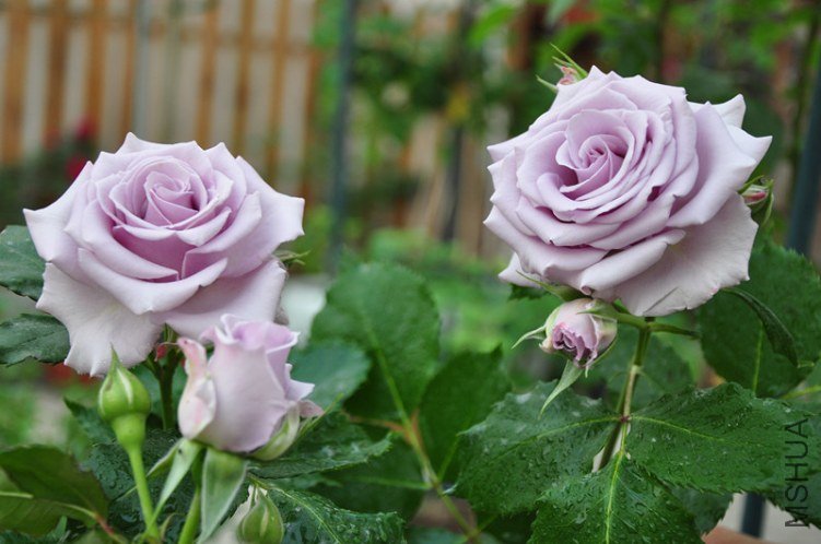 ���� 662_����.jpg