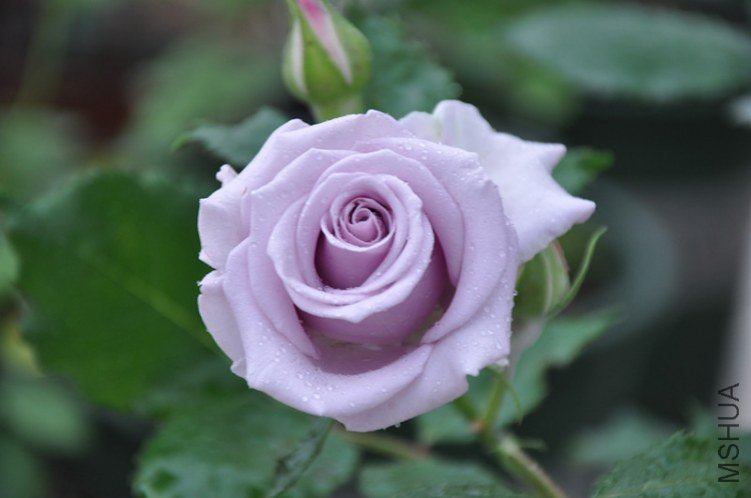 ���� 690_����.jpg