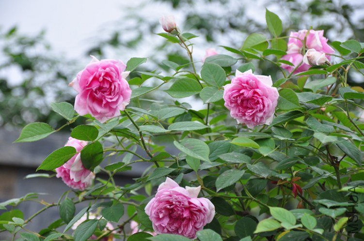 ���� 717_����.jpg