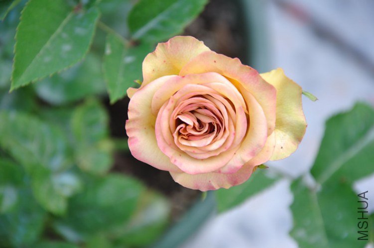 ���� DSC_0652_����.jpg