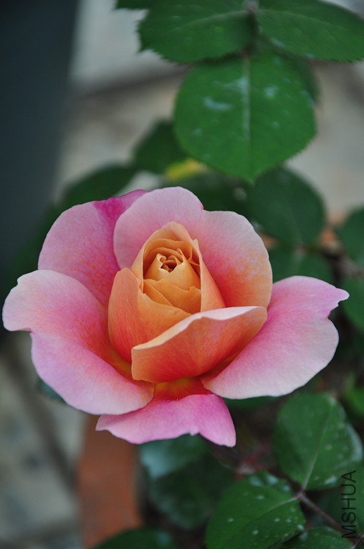 ���� 614_����.jpg