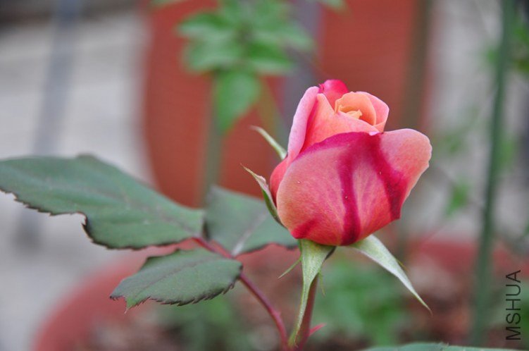 ���� 616_����.jpg