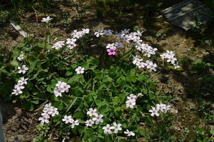 ����20130414 001.JPG