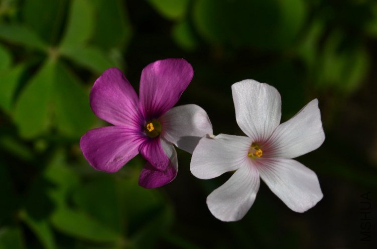 ����20130414 003.JPG