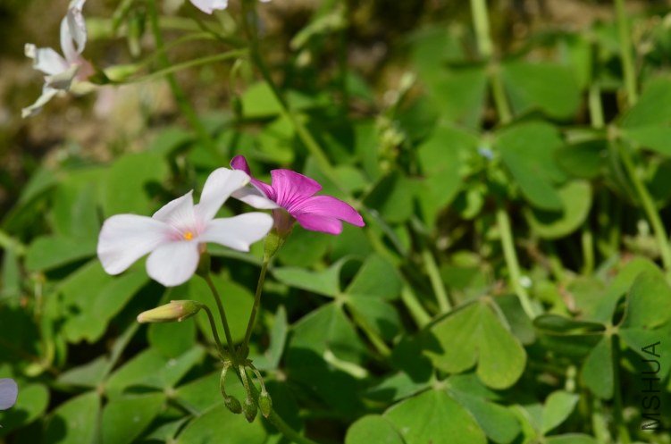 ����20130414 006.JPG