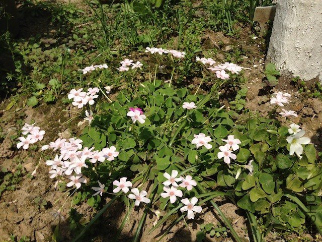 ����20130414 009.JPG