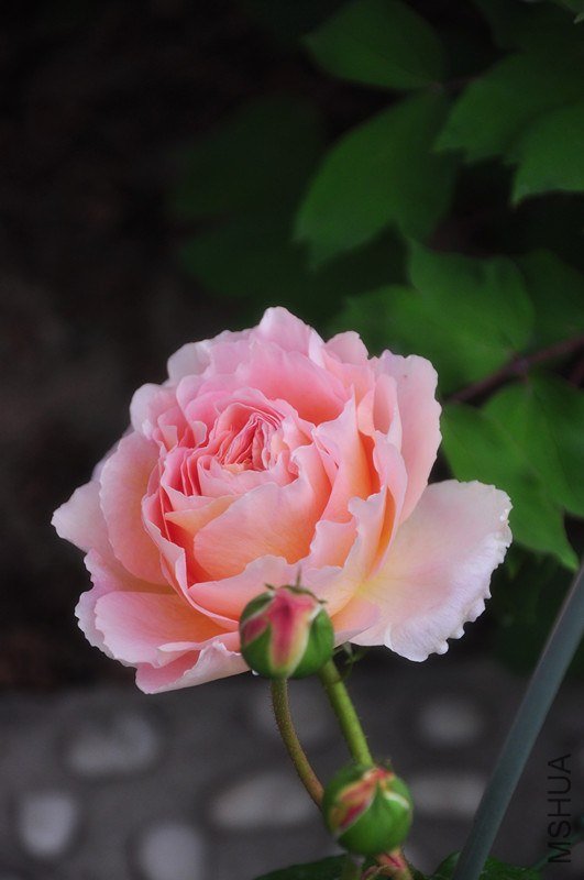 ���� 623_����.jpg