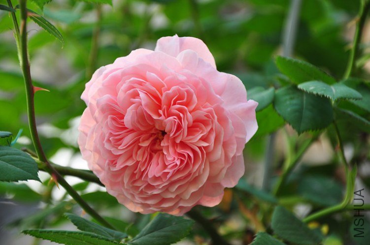 ���� 613_����.jpg