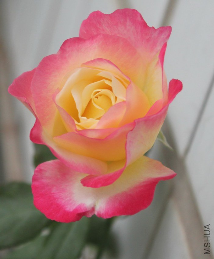 conew_img_0015.jpg