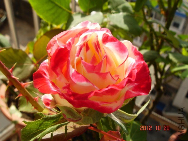 DSC00736.JPG