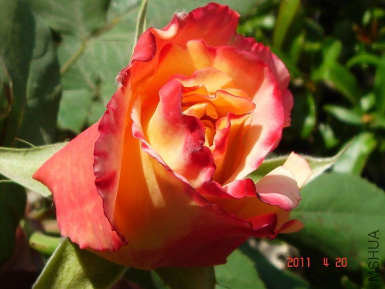 DSC00358_800x600.JPG