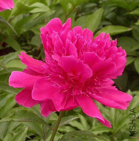 Shuang Hong Lou -1.JPG