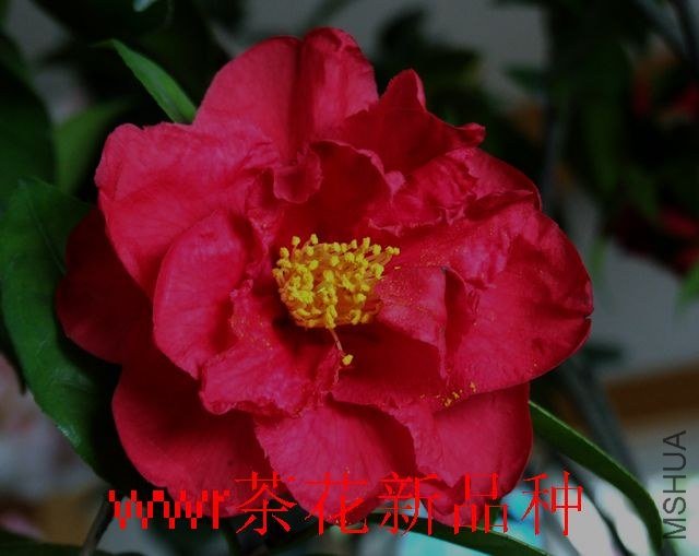 DSCF5602.JPG