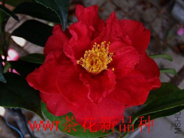 DSCF5631.JPG