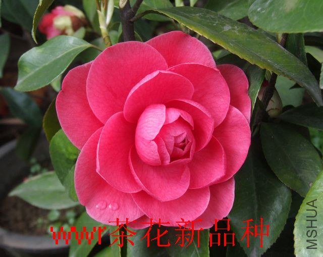 DSCF5584.JPG