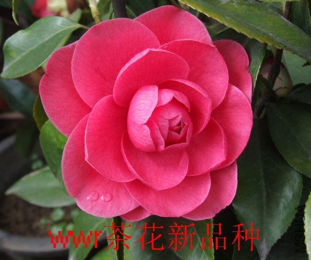 DSCF5585.JPG