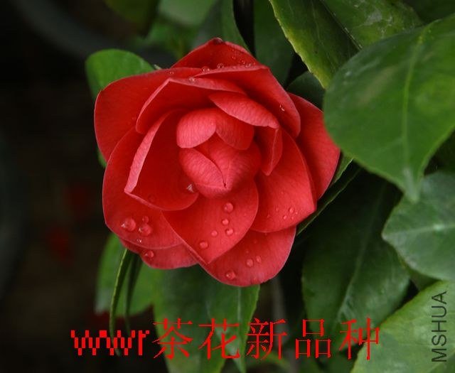 IMG_0889.JPG