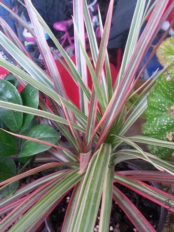 20130415_075025.jpg