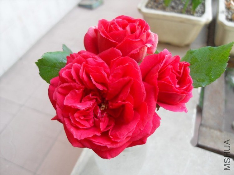 SDC17809.JPG