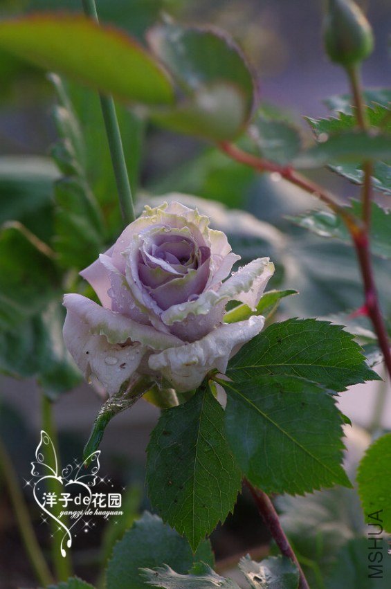 IMGP5397.JPG