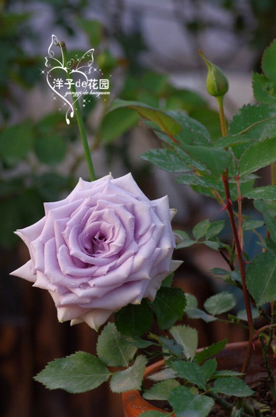IMGP5453.JPG