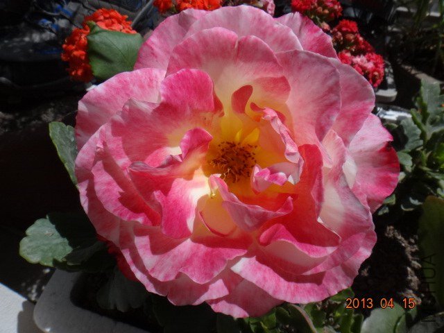 DSC04206.JPG