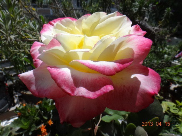 DSC04212.JPG
