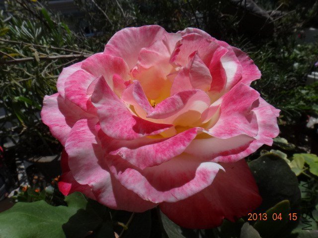 DSC04217.JPG