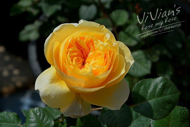 DSC_2821.jpg