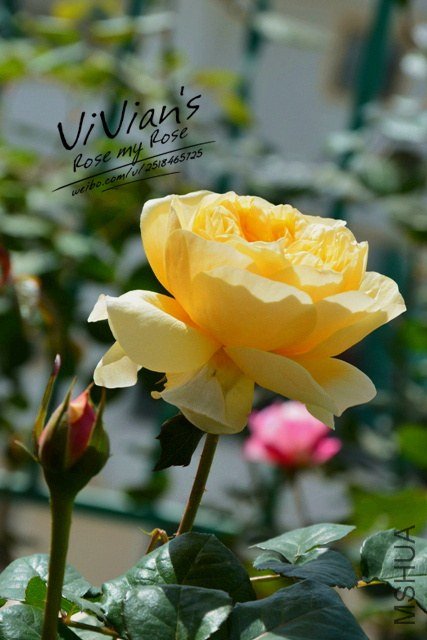DSC_2831.jpg