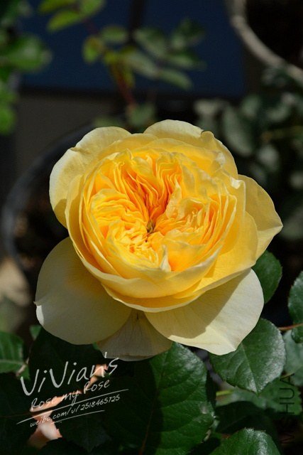 DSC_2883.jpg