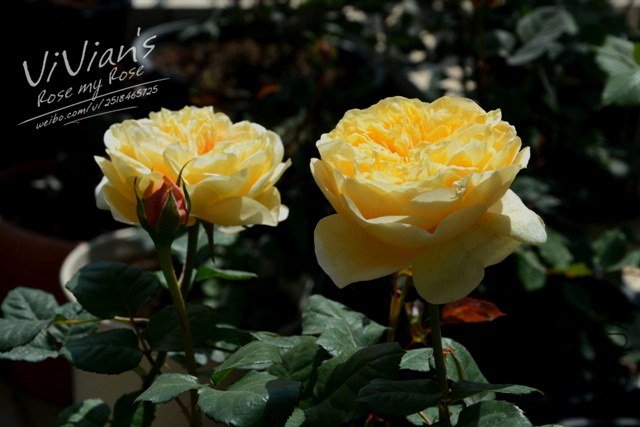 DSC_2975.jpg