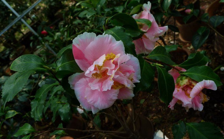 P1860275.jpg