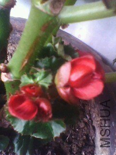 IMG0852A.jpg