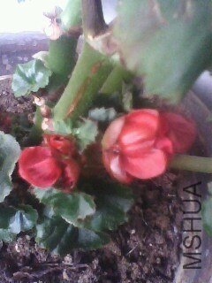IMG0856A.jpg