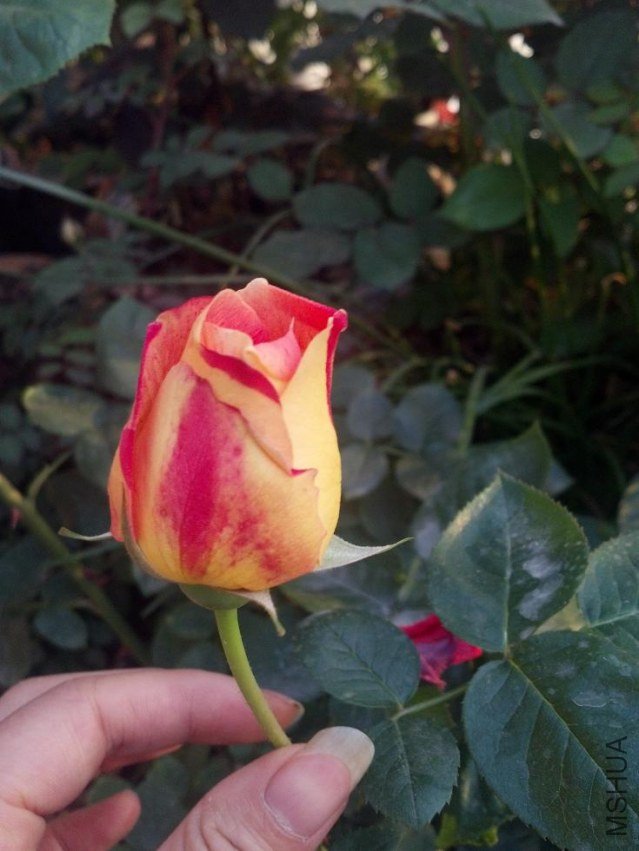 2013-04-15_06-14-19_43.jpg