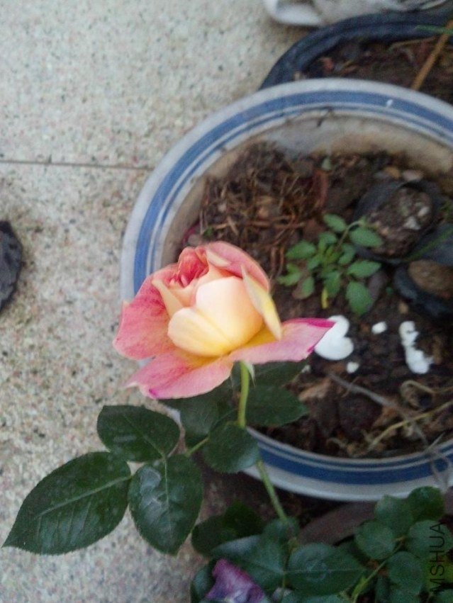 2013-04-15_18-24-44_278.jpg