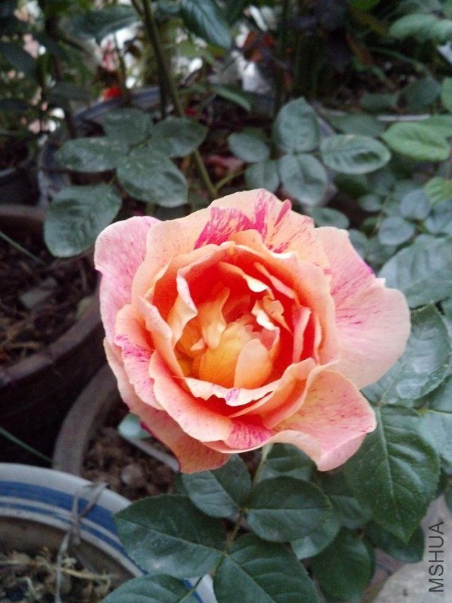 2013-04-16_05-57-40_837.jpg
