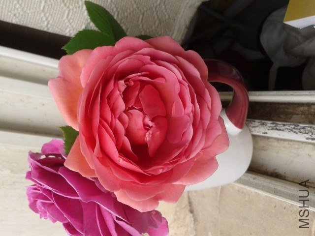 20130416_080057.jpg