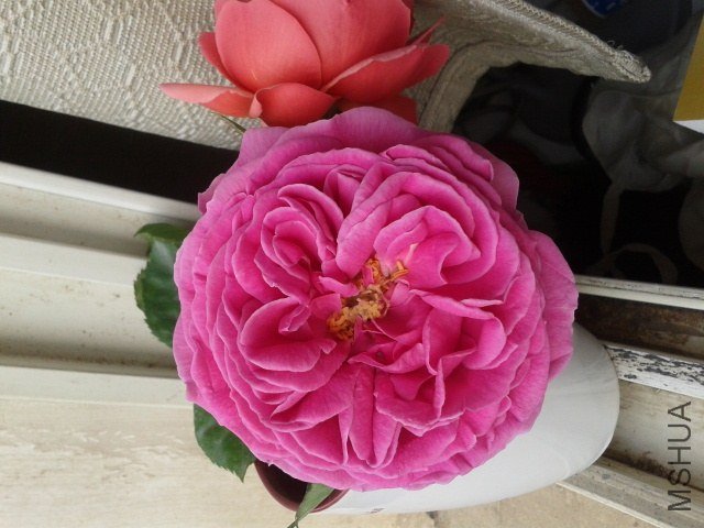 20130416_080110.jpg