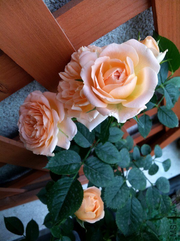 20130416_063640.jpg