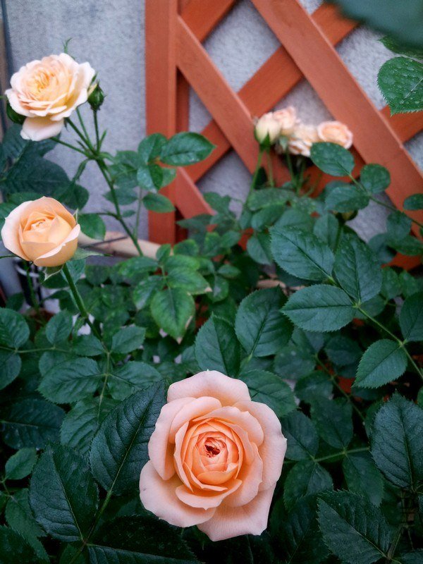 20130416_063420.jpg