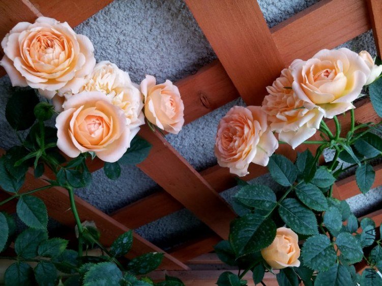 20130416_063611.jpg
