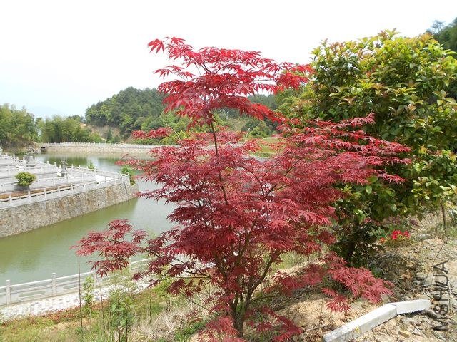 DSCN2992.jpg